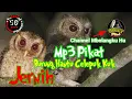 Download Lagu suara burung hantu clepuk