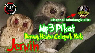 suara burung hantu clepuk