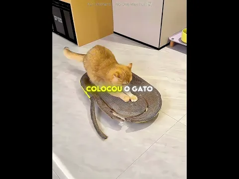 Esse gato destruiu chinelos de quase 2 mil reais… mas o arranhador surpreendeu todo mundo 😳🐱#shorts
