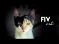 FIV In Cats What You Need To Know
