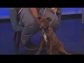 KLBK s Pet of the Day is Tulsa 26