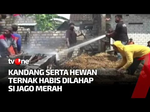 Kandang Ternak Terbakar Bersama Puluhan Hewan