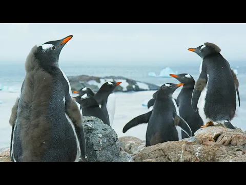 Antarctica: Official Trailer | BBC Earth