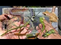 Hunt various types of insects in the wild