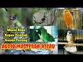 Download Lagu Masteran Terbaik Burung Lomba Kicau