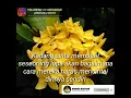 Download Lagu Story wa roman picisan