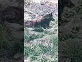 Download Lagu Can anyone tell me if this is a black wolf or just a big black dog? #nature #forest #forestguard