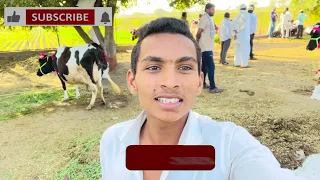 | पूर्ण लोणी बाजार| गाईंचे काय चालले बाजार भाव | कोणत्या गाईची किती किंमत होतें