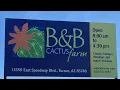 plant shopping at B B CACTUS nursery in tucson arizona HUGE ADENIUMS AND SUPER COOL CACTI