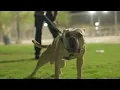 Ozzy Hobbs with pack mentality Will your dog protect you