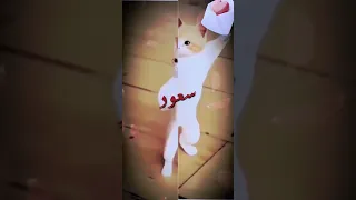 الاكتر طلبا سعود سعود السعودية ترند السعودية Funny Cat Shorts Short 