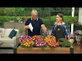 Roberta s 6pc Ocean Sunset Series Ice Plant Live Plants on QVC
