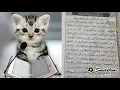 kucing membaca alquran