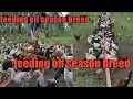 feeding of this chickens are so awesome MITRA TV