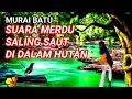 Download Lagu masteran murai batu dengan suara merdu di hutan