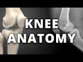Normal radiographic anatomy of the knee