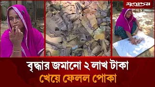 জর্দার কৌটায় জমানো ২ লাখ টাকা গেল পোকার পেটে | Sherpur News | Jugantor