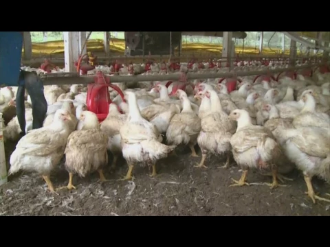 Força-tarefa é montada para evitar entrada do vírus da gripe aviária em Santa Catarina