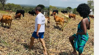 HUSBAND TAKES ME TO GRAZE COWS π IN THE VILLAGE!!π *LUVME*