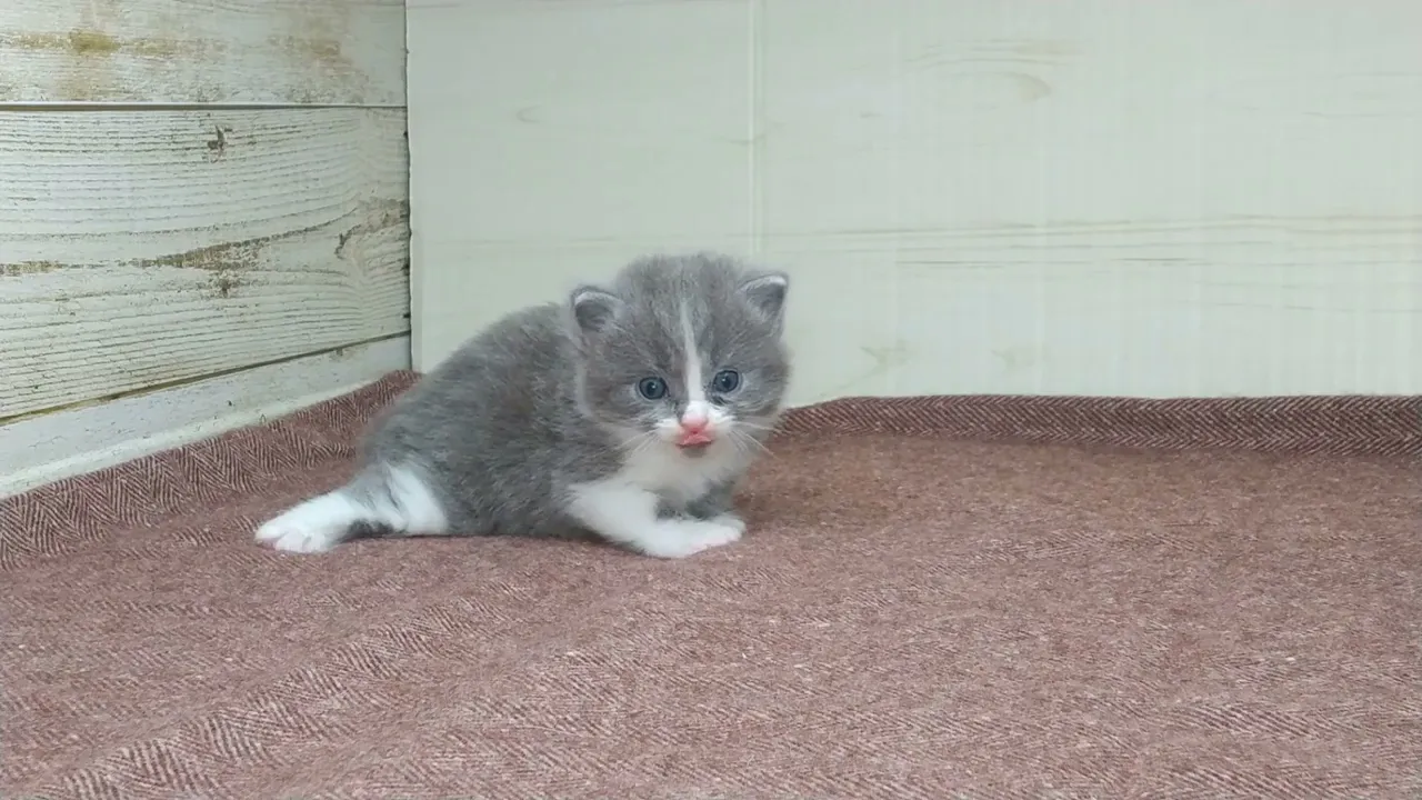 動画