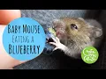 Cute Mouse Eating Blueberry WEANING AN ORPHANED HAND REARED MOUSE Creature Collective