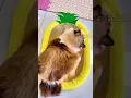 Download Lagu This Cat’s Reaction Is Just Too Cute to Handle! 😭💖 | Cute Cat Video Shorts