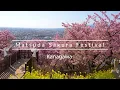 Perfect spot for Mt. Fuji and early blooming cherry blossoms【神奈川･まつだ桜まつり】