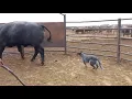 Australian cattle dog loading cattle on truck Blue heeler cattle dog working dog