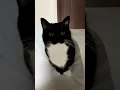 Download Lagu He's too cute to be a real cat!  #catsofyoutube #sillycat #uni