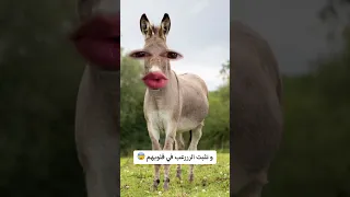قال ال للأسد 