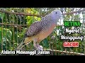 Download Lagu Perkutut Betina Memanggil Jantan - SUARA MEMANGGIL || The female turtle dove calls the male
