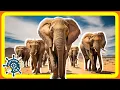 Download Lagu Elephant Song for Kids | Elephant Time