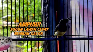 masteran sogon nembak panjang ampuh bikin sogon lain cepat gacor