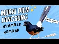 Lagu pancingan murai nembak  AMPUH BUAT PANCINGAN MURAI BATU IKUT BUNYI III 100%  nyaut