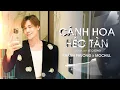 Download Lagu CÁNH HOA HÉO TÀN - Khánh Phương x Mochiii x ACV | Yêu em như kẻ ngu si, tin em như người mất trí...