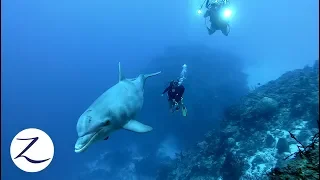 DOLPHIN WARNS DIVERS OF SHARK NEARBY!!…but ridiculous YouTubers just keep on filming [Ep 76]
