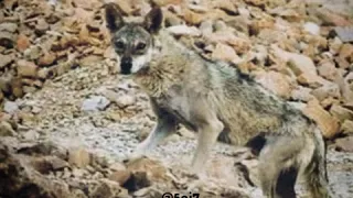 قصيدة ياذيب للشاعر رحال عصري الدماني دندنها