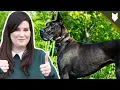 Everything You NEED TO KNOW About The GREAT DANE