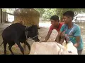 Gorom Hot cow