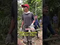 Download Lagu Heboh.. aktifitas menarik kayu besar dr hutan.. #jangkauanluas #salingsupport
