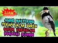 MASTERAN JALAK SUREN GACOR FULL ISIAN - TERAPI JALAK SUREN MACET BUNYI ALIRAN AIR