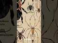 Types Of Spiders Golden Orb Weaver Part - 8