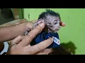 Download Lagu heartbreaking🥹saving a baby monkey that is almost dead in a worrying place