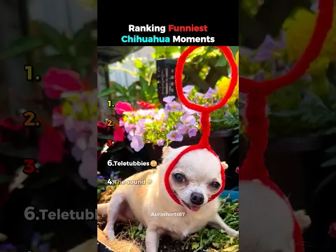 Ranking Funniest Chihuahua Moments