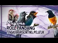 Lagu MASTERAN ROLL PANJANG TENGKEK SRIGUNTING PELATUK, UNTUK ISIAN MURAI BATU/CUCAK HIJAU. SUARA BURUNG