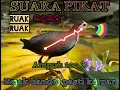 Download Lagu Suara pikat ruak-ruak || sangat ampuh memanggil ruak-ruak yang susah keluar