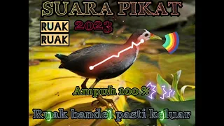 suara pikat ruak ruak sangat ampuh memanggil ruak ruak yang susah keluar