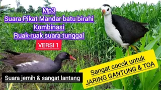 suara pikat mandar baru birahi campur ruak ruak suara tunggal versi 1 burung ruakruak