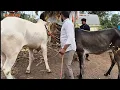 Download Lagu राजा कडे आली रेतनासाठी पहिली गाई / khillar cow 
