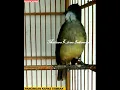 Download Lagu #shorts kapas tembak gacor ngepik panjang pancingan bunyi katem muda bahan jantan betina